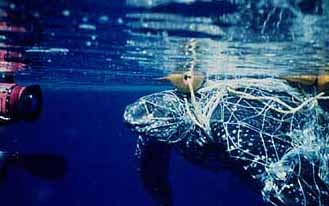 Leatherback in net